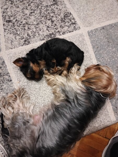 De vanzare fetita Yorkshire Terrier