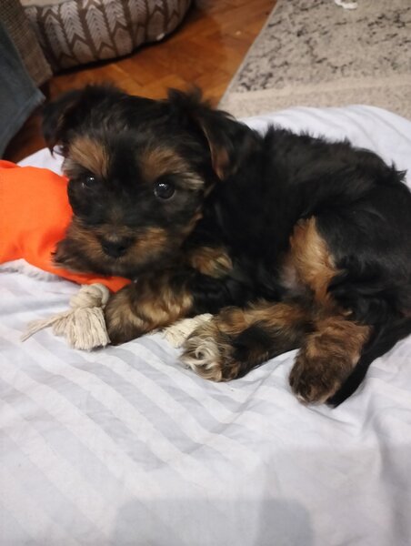 De vanzare fetita Yorkshire Terrier