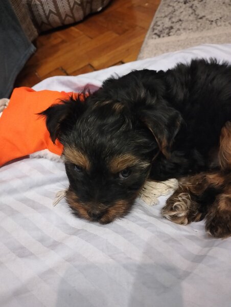 De vanzare fetita Yorkshire Terrier