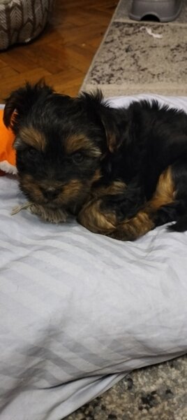 De vanzare fetita Yorkshire Terrier